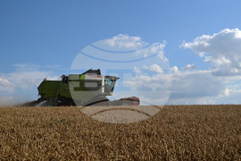 Село Голям Поровец - жътва