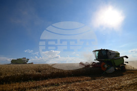 Село Голям Поровец - жътва