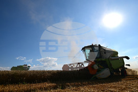 Село Голям Поровец - жътва