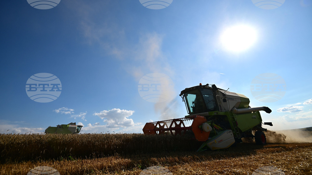 Село Голям Поровец - жътва