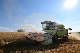 Село Голям Поровец - жътва