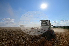 Село Голям Поровец - жътва