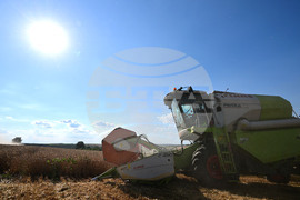 Село Голям Поровец - жътва