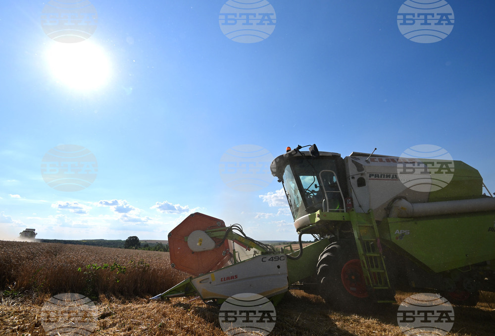 Село Голям Поровец - жътва