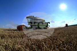 Село Голям Поровец - жътва