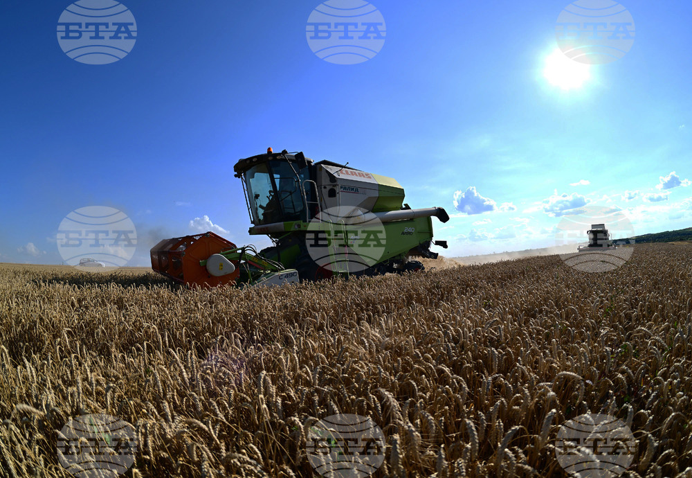 Село Голям Поровец - жътва