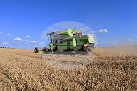 Село Голям Поровец - жътва