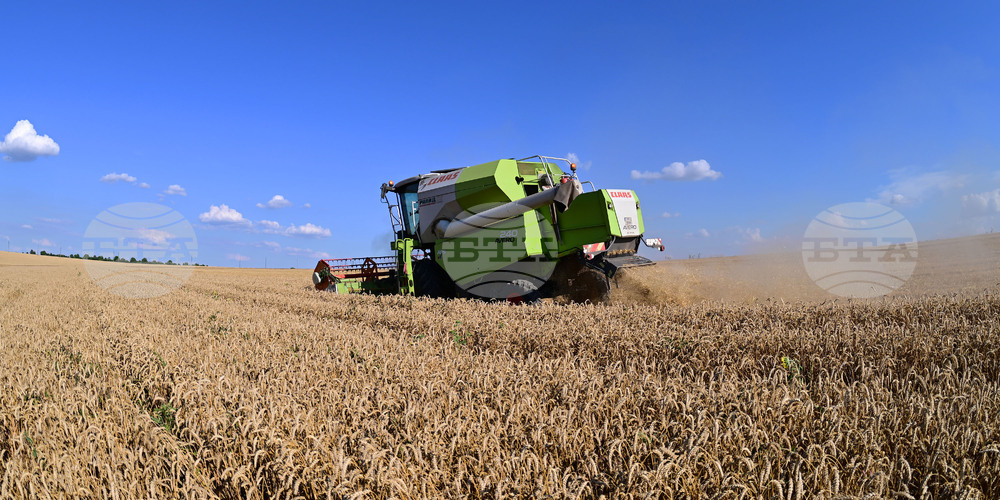 Село Голям Поровец - жътва