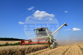 Село Голям Поровец - жътва