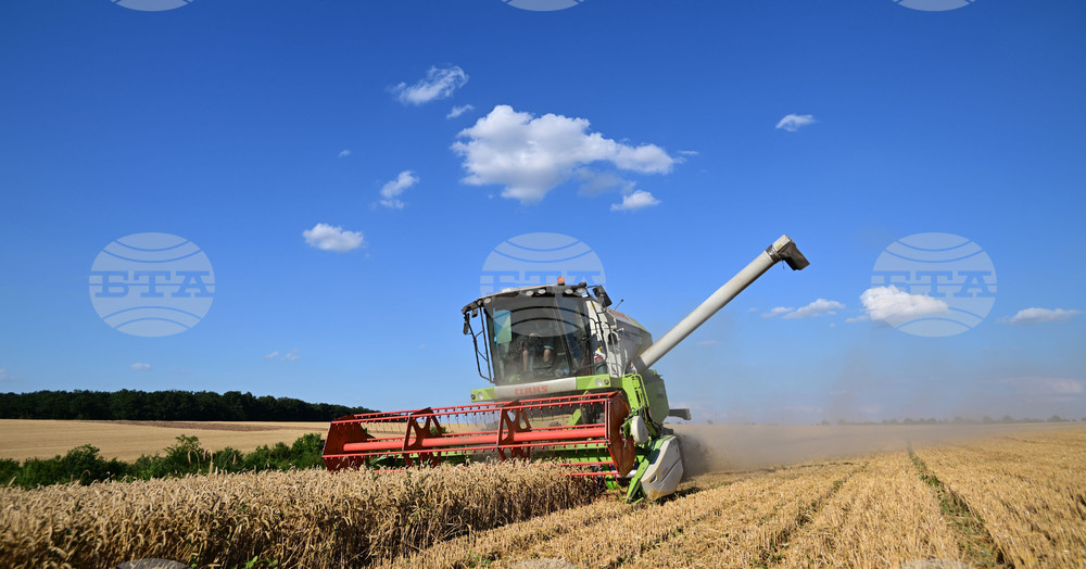 Село Голям Поровец - жътва