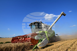 Село Голям Поровец - жътва