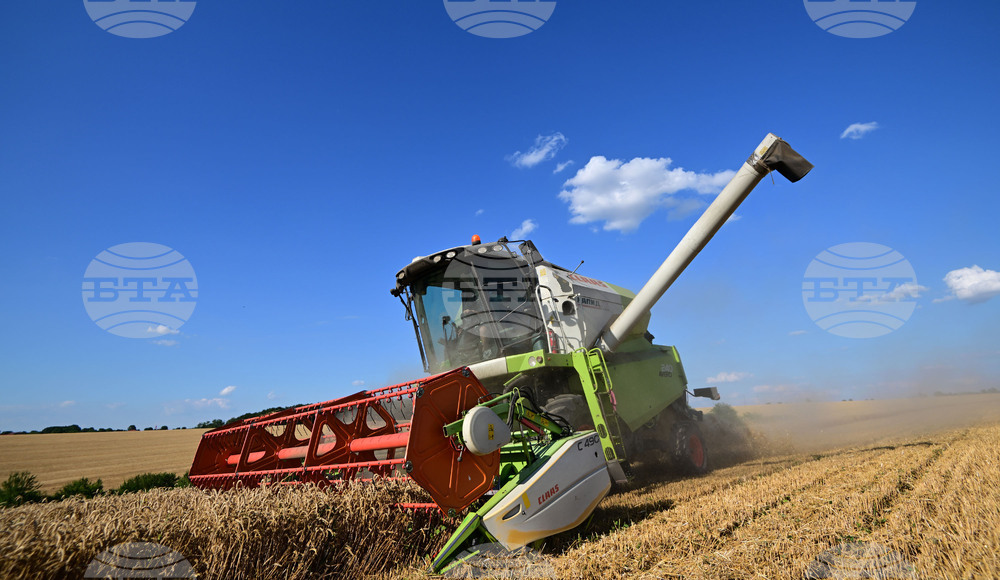 С по-ниски добиви от миналата година приключва жътвата на пшеницата в област Разград