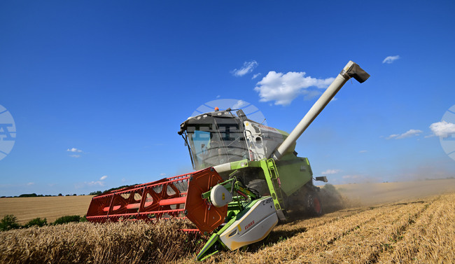 С по-ниски добиви от миналата година приключва жътвата на пшеницата в област Разград
