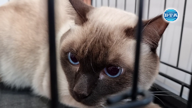 Международна фелиноложка изложба показва в галерията в Благоевград породисти котки и спасени от улицата четириноги