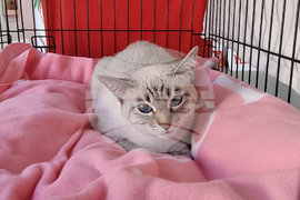 Благоевград - изложба - котки