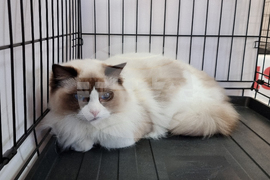 Благоевград - изложба - котки