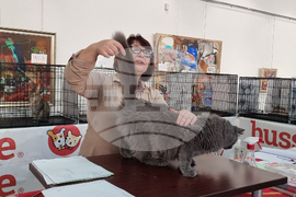 Благоевград - изложба - котки