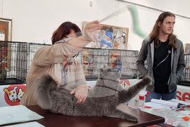 Благоевград - изложба - котки