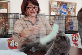 Благоевград - изложба - котки