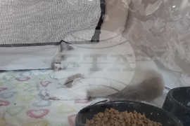 Благоевград - изложба - котки