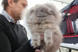 Благоевград - изложба - котки