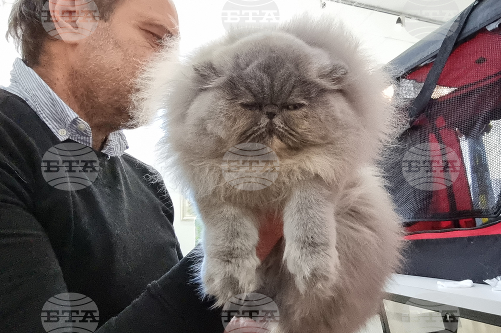 Благоевград - изложба - котки