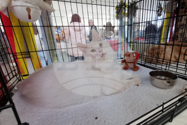 Благоевград - изложба - котки