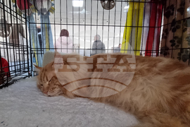 Благоевград - изложба - котки