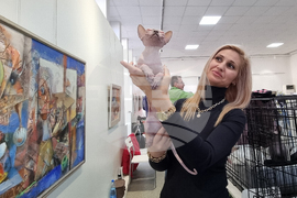 Благоевград - изложба - котки