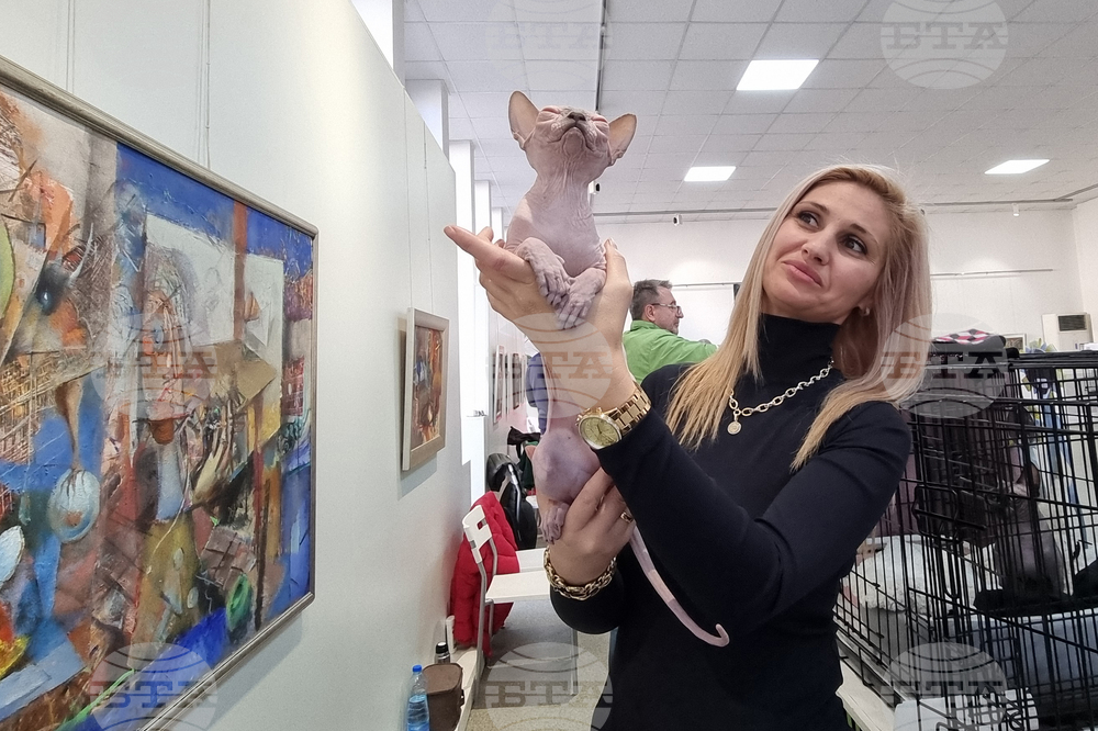Международна фелиноложка изложба показва в галерията в Благоевград породисти котки и спасени от улицата четириноги