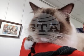 Благоевград - изложба - котки