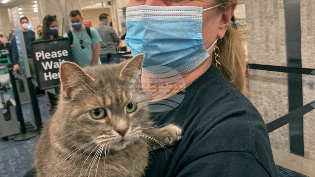 Ключът към лечението на рака може да се крие в котките, сочи мащабно международно проучване