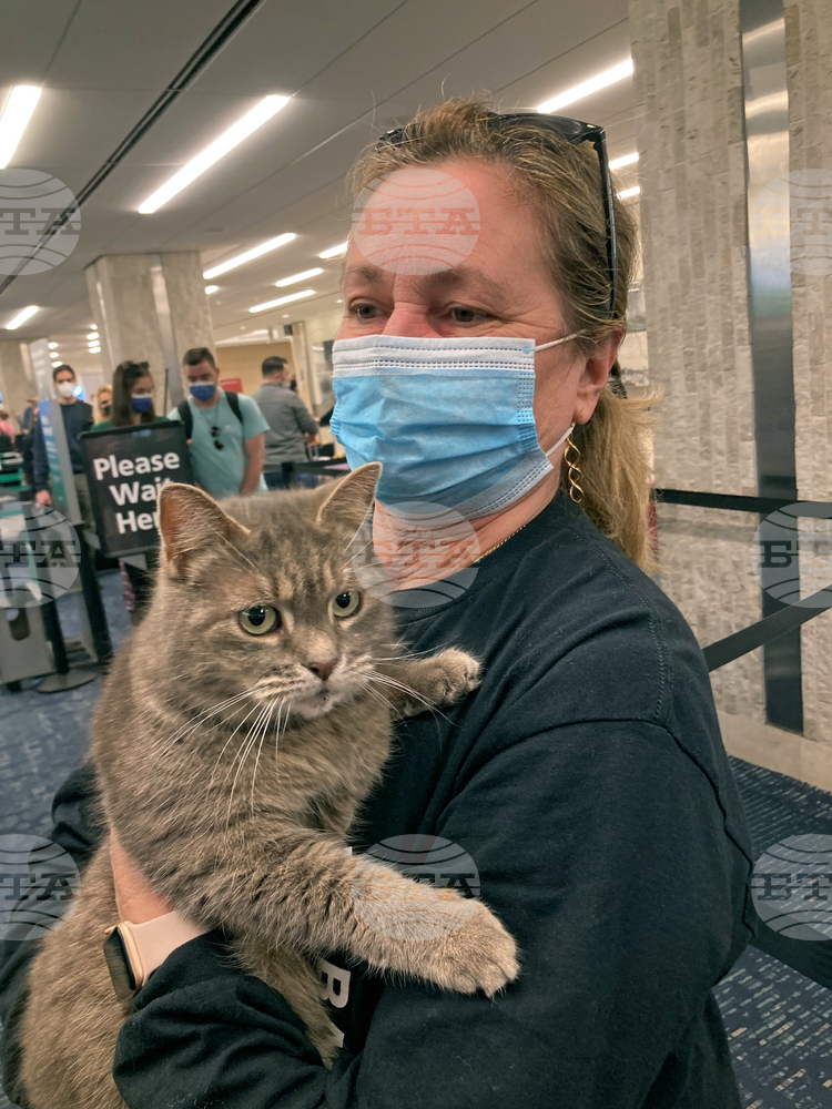 Ключът към лечението на рака може да се крие в котките, сочи мащабно международно проучване