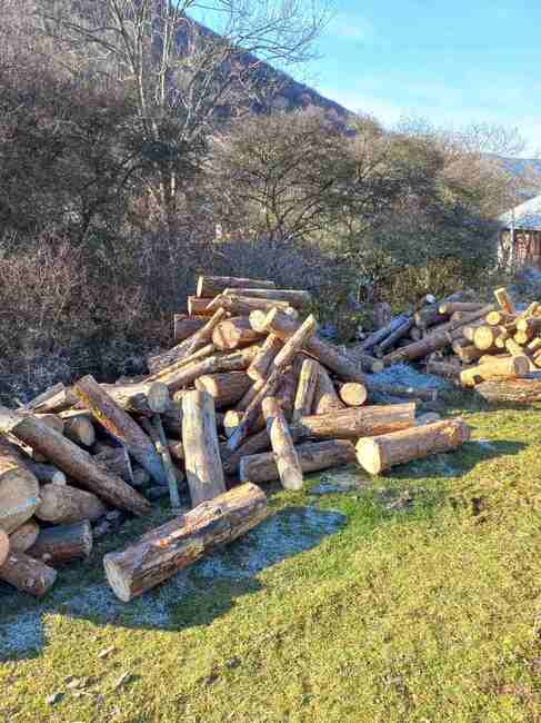 ИАГ: Сезират Прокуратурата за незаконна сеч в частна гора в землището на село Огоя