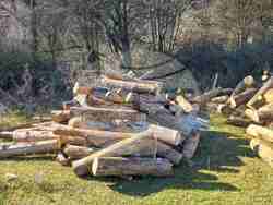 Снимка: Изпълнителна агенция по горите - Сезират Прокуратурата за незаконна сеч в частна гора в землището на село Огоя