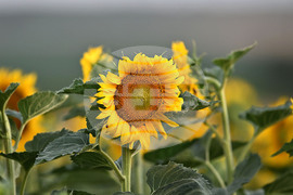 Село Тодорово - маслодаен слънчоглед