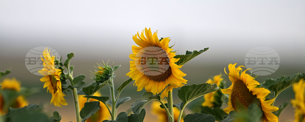 Село Тодорово - маслодаен слънчоглед