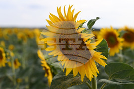 Село Тодорово - маслодаен слънчоглед