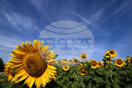 Село Тодорово - маслодаен слънчоглед