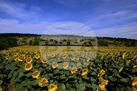 Село Тодорово - маслодаен слънчоглед