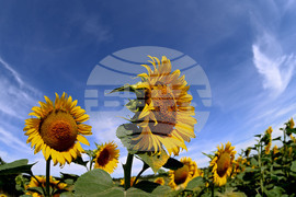 Село Тодорово - маслодаен слънчоглед