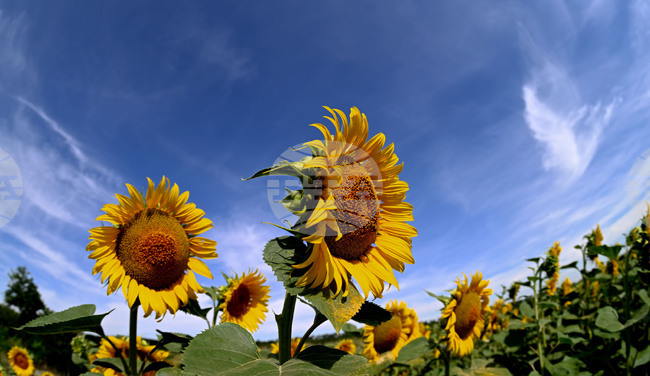 Село Тодорово - маслодаен слънчоглед