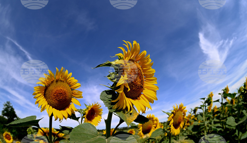 Село Тодорово - маслодаен слънчоглед