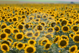 Село Тодорово - маслодаен слънчоглед