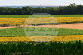 Село Тодорово - маслодаен слънчоглед