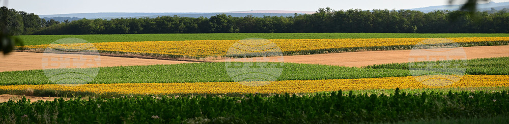 Село Тодорово - маслодаен слънчоглед