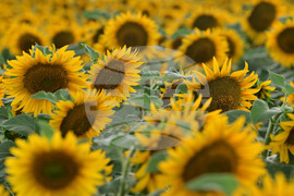 Село Тодорово - маслодаен слънчоглед