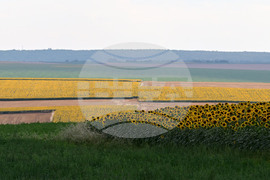 Село Тодорово - маслодаен слънчоглед
