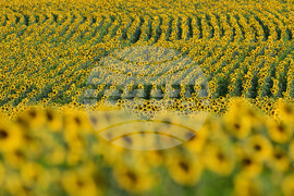 Село Тодорово - маслодаен слънчоглед