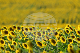 Село Тодорово - маслодаен слънчоглед